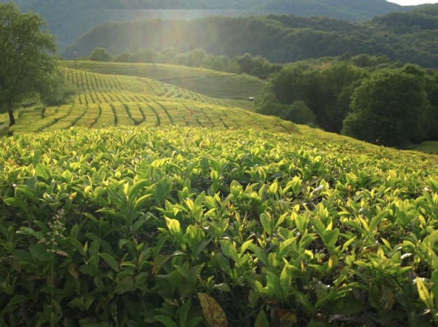 Чайные плантации (Мацеста, Хоста, Солохаул)