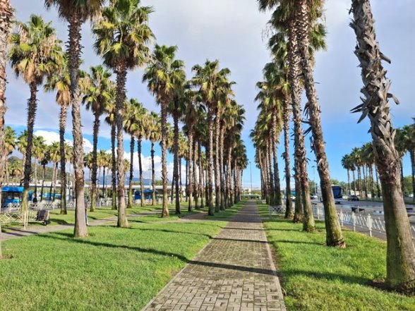 Пальмовая аллея в Сириусе (Ж/д вокзал Олимпийский парк)